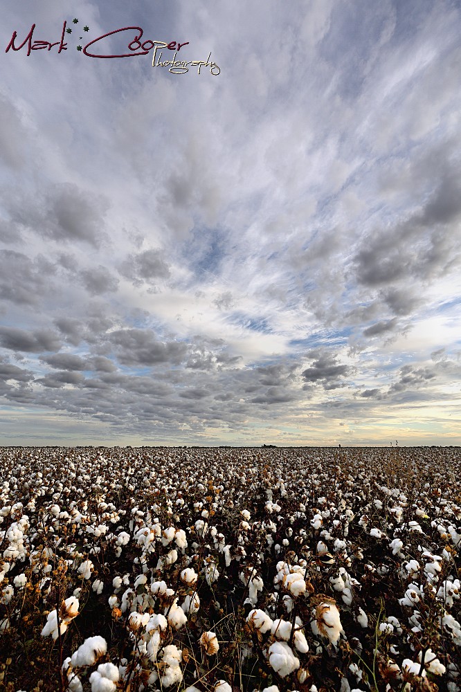 Cotton Fields of Hay Cotton field at Hay, NSW, Australia V… Flickr