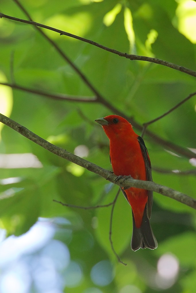 Scarlet Tanager Appomattox Court House National Historical… Flickr