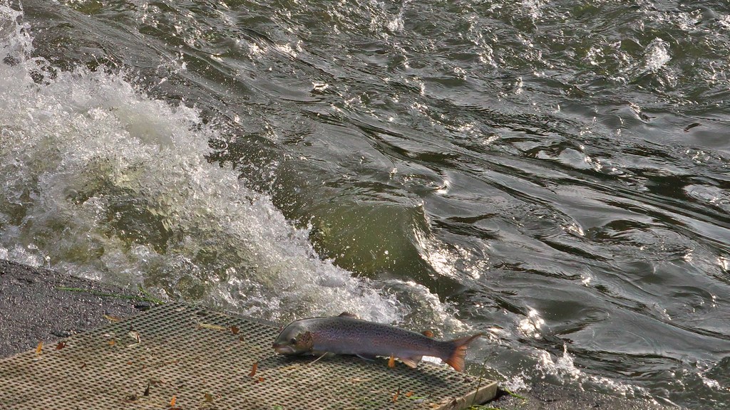 Leaping salmon, Shrewsbury weir Quite common for the fish … Flickr