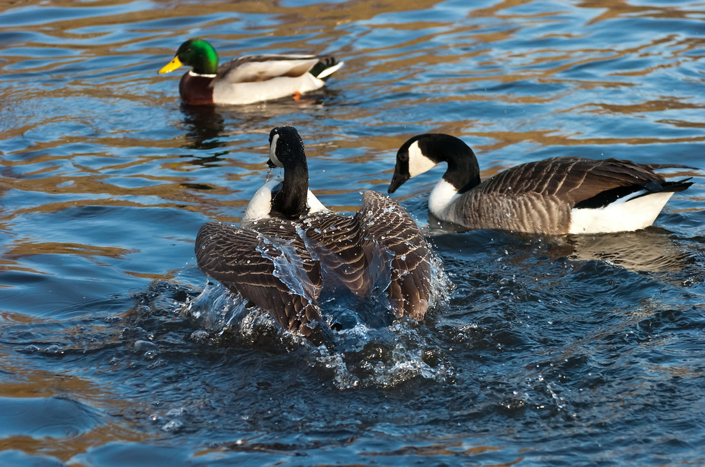 Canada Goose Washing Peter Needham Flickr