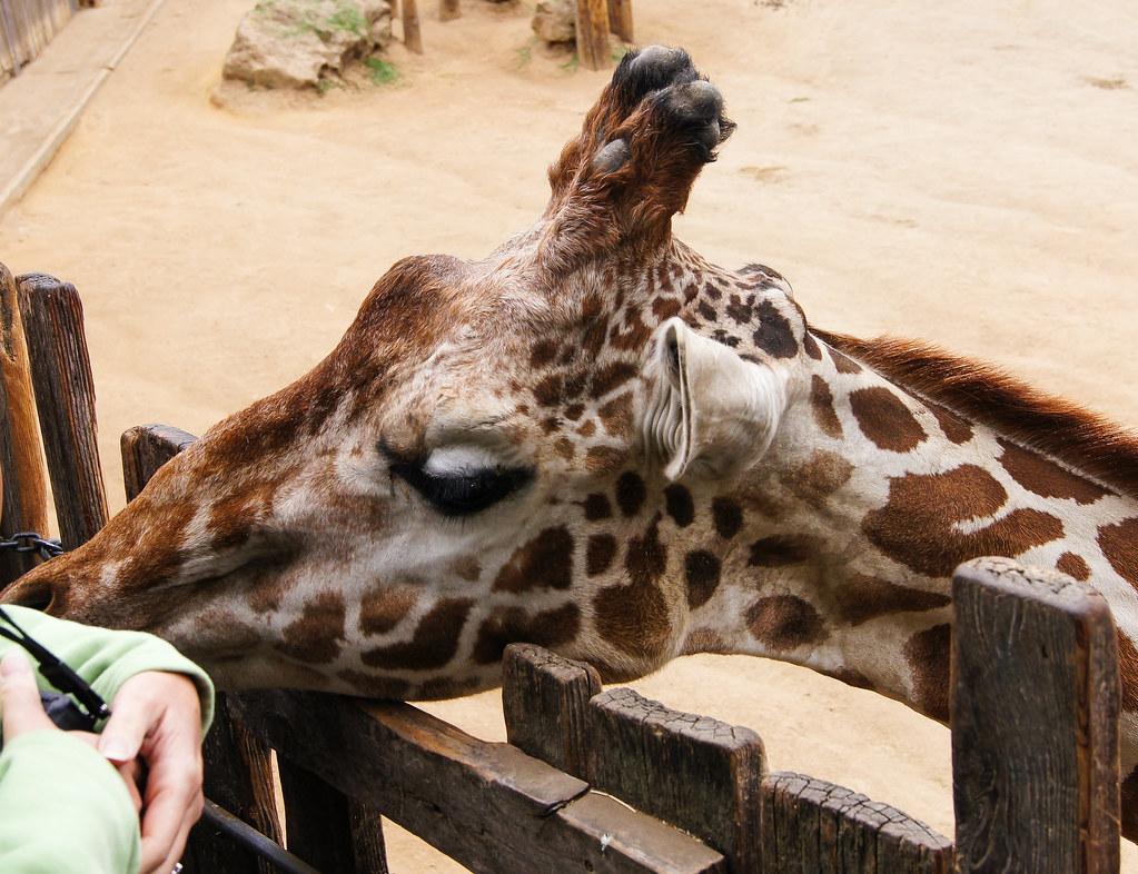 Oakland ZooGiraffe Feeding Flickr