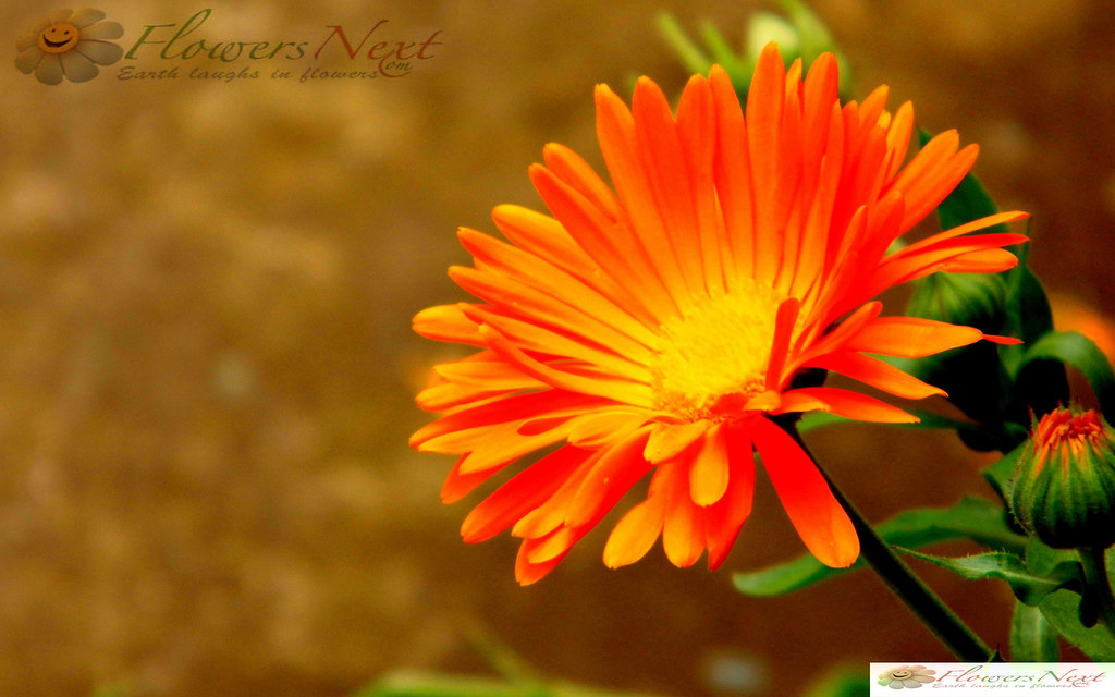 Send Flowers To Philippines Send Flowers To Philippines As… Flickr