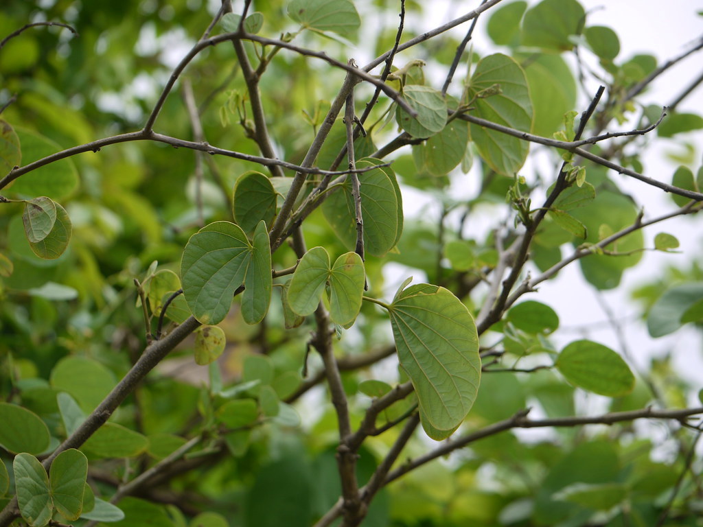 kurial (in Assamese) a photo on Flickriver