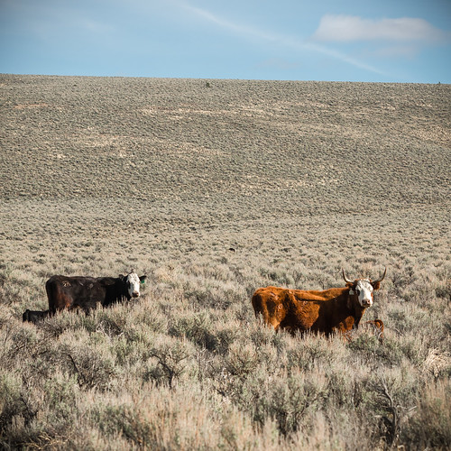 Grazing east of Steens Mountain Cattle grazing in an allot… Flickr