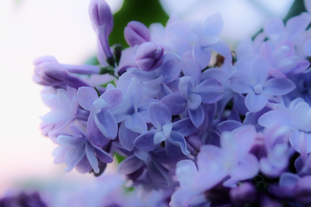 the smell of lilacs crept poignantly into the room like a … Flickr