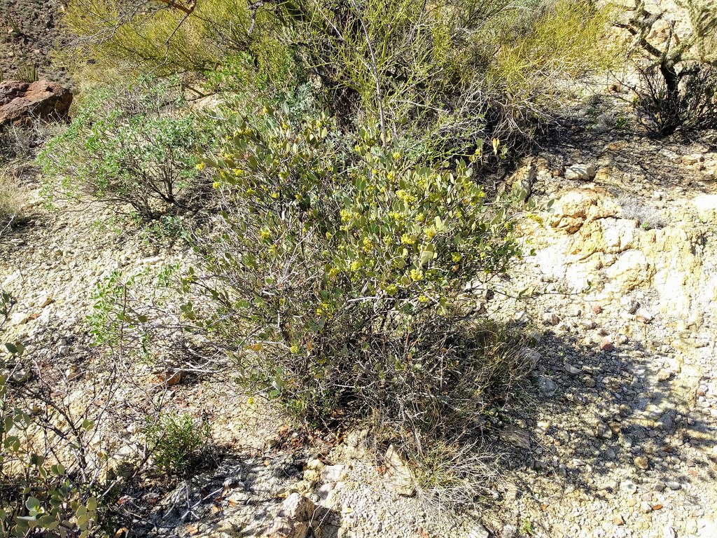 Jojoba blooming Jojoba blooming Simmondsia chinensis Ajo M??? Flickr