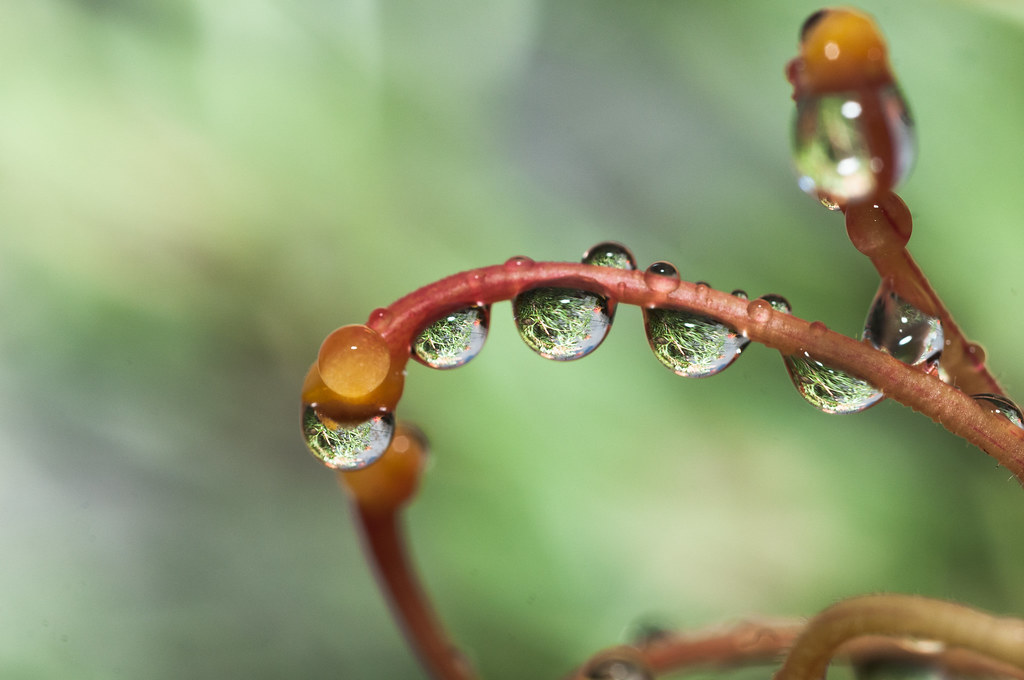 Plants and Rain Grevillia and Rain drops. Nathan Larkin Flickr