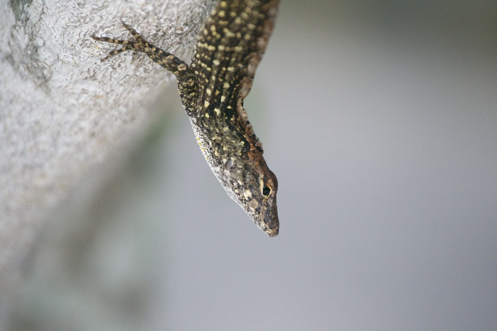 lizard drain Flickr