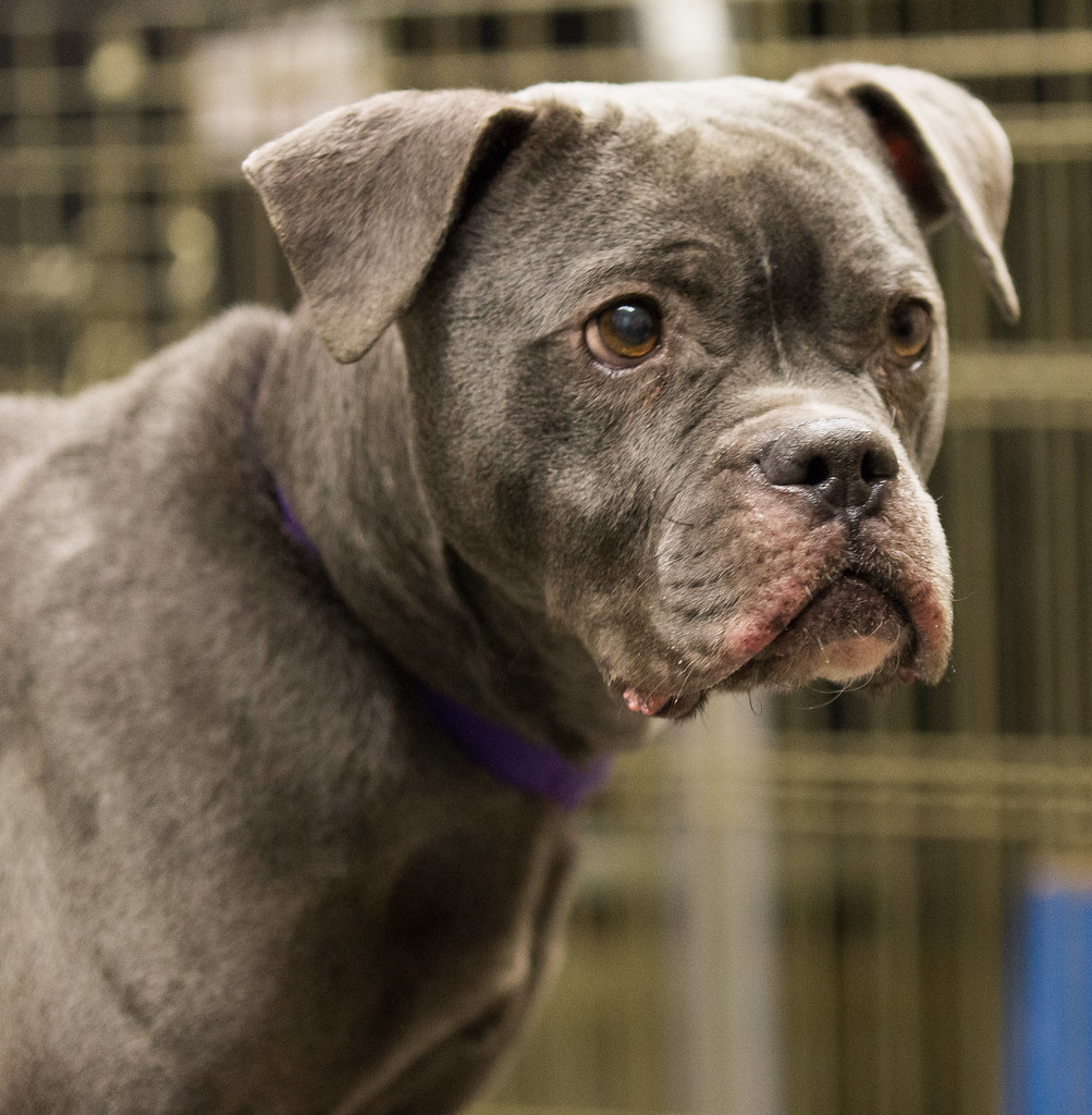 denali4 Lowell Humane Society Flickr