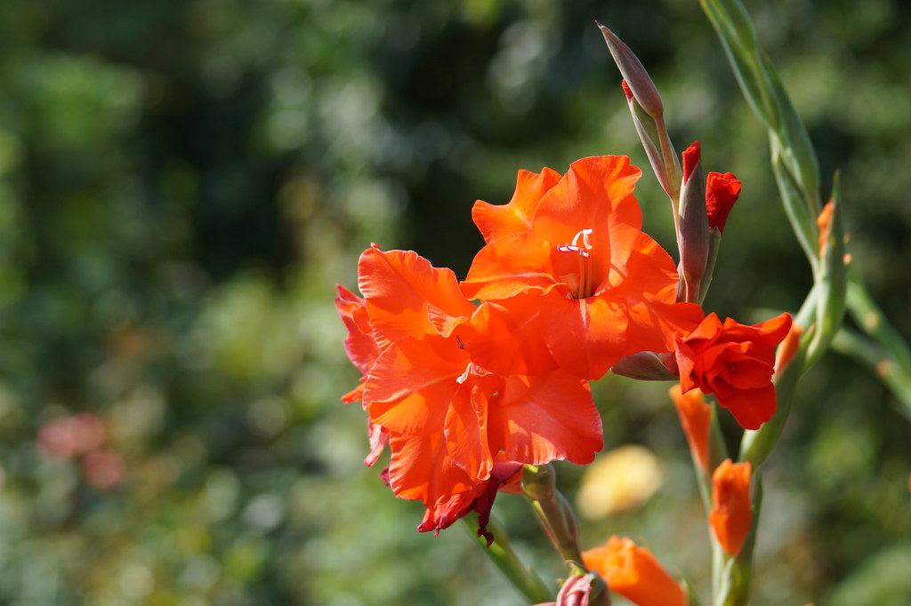 Kwiaty Flowers Flickr