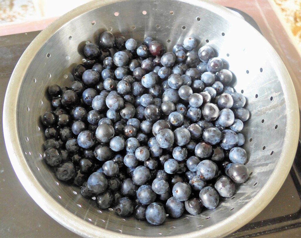 Sloes collected and washed Sloe gin Ingredients · 1lb… Flickr