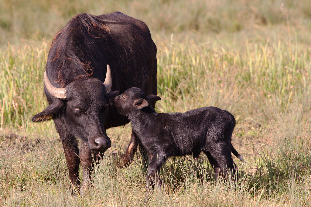 Water Buffalo and Baby The baby buffalo is only a few days… Flickr