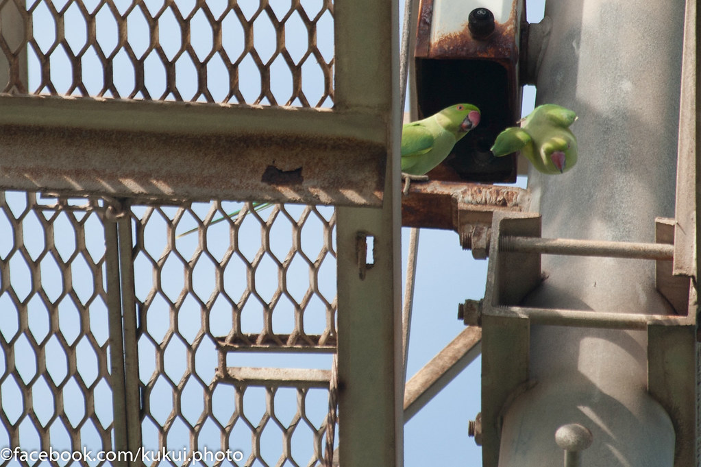 Base jumping RoseRinged Parakeet Dan McManus Flickr