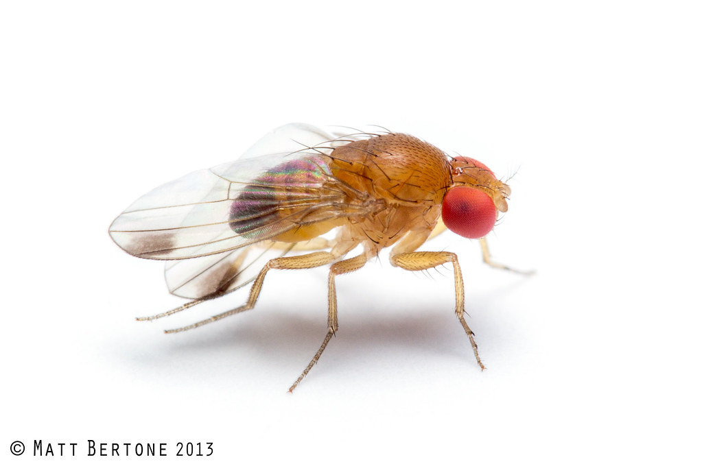 male spotted wing Drosophila (Drosophilidae) Drosophila su… Flickr