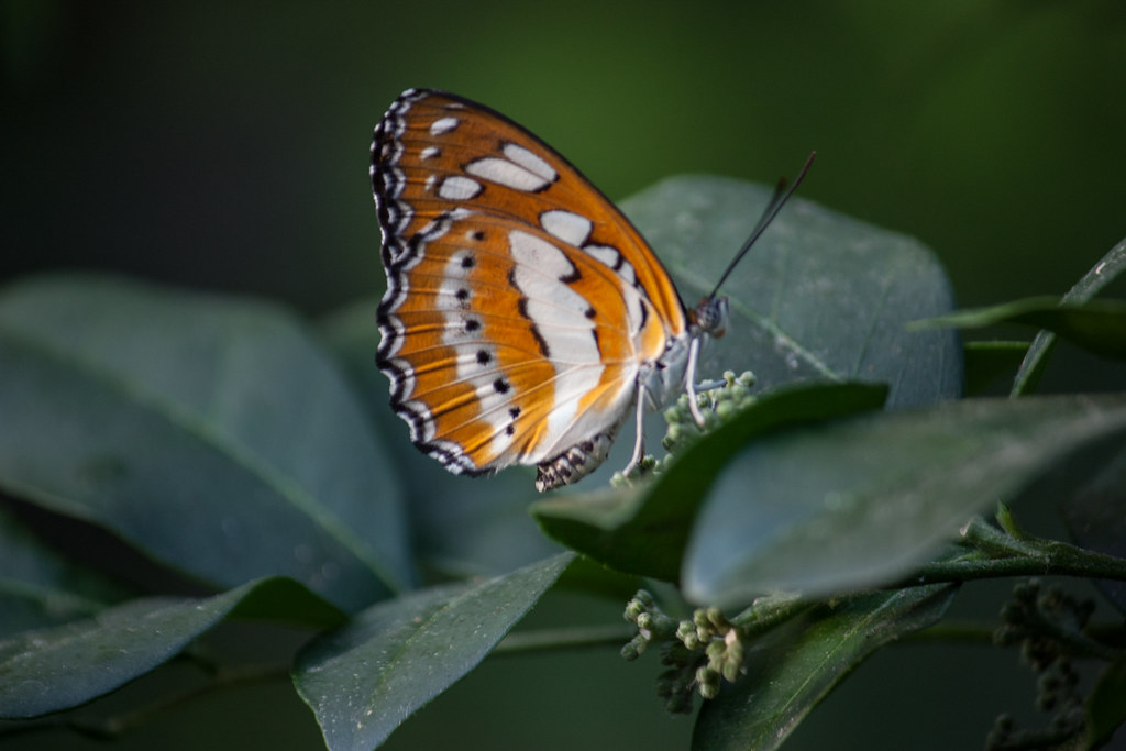 Butterflies Only Butterflies Only JJ Mueller SJ Flickr