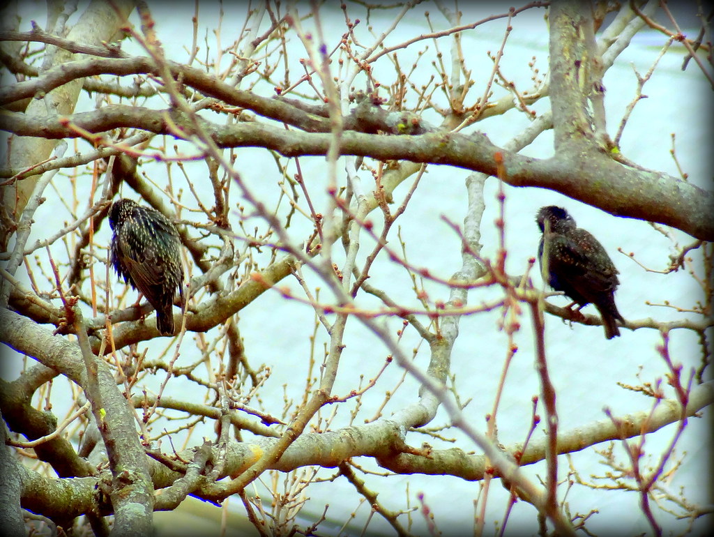 Birds at Rainy Day. European Starlings Brooklyn, New York Dmitriy