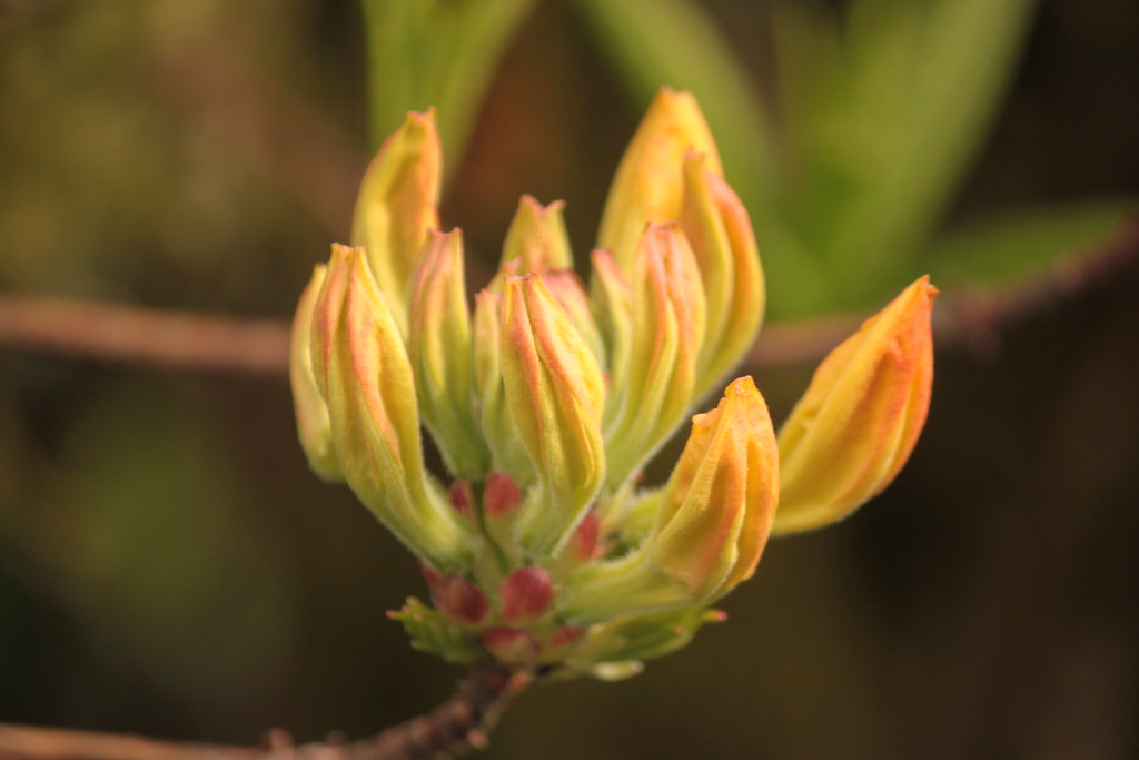 IMG_5626 Brinnon WA Whitney Gardens rhododendron =… Flickr