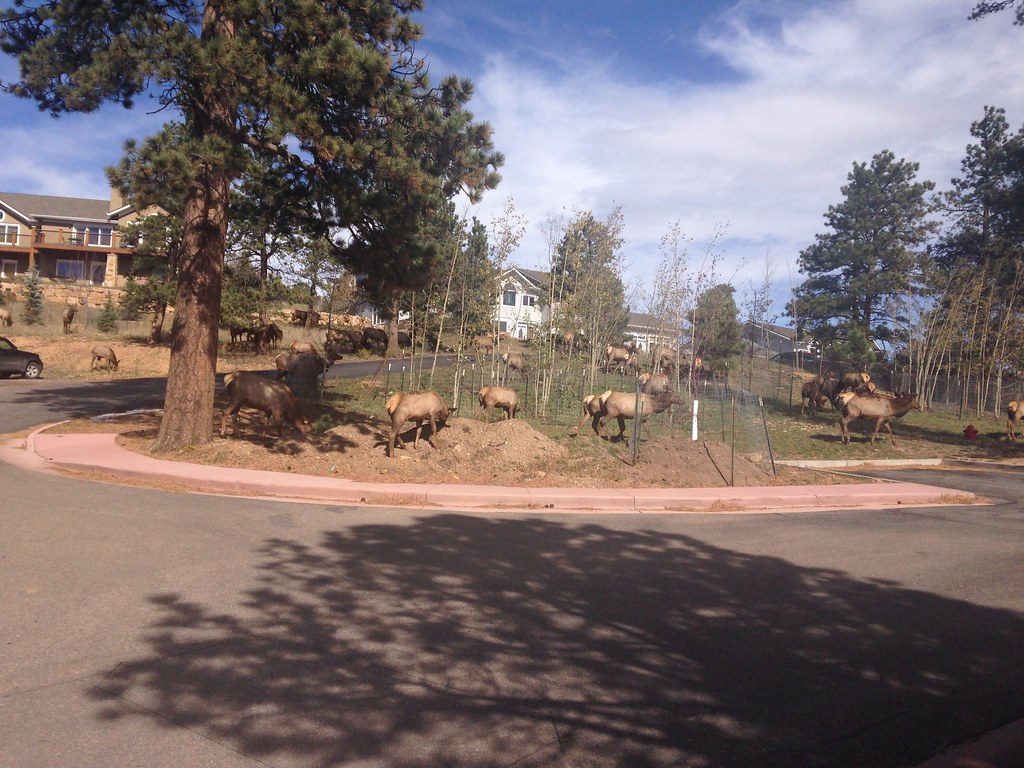 Elk invade the parking lot CSS Dev Conf Flickr