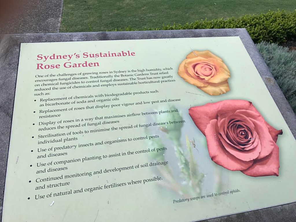 Sustainable rose garden Sarinee Achavanuntakul Flickr