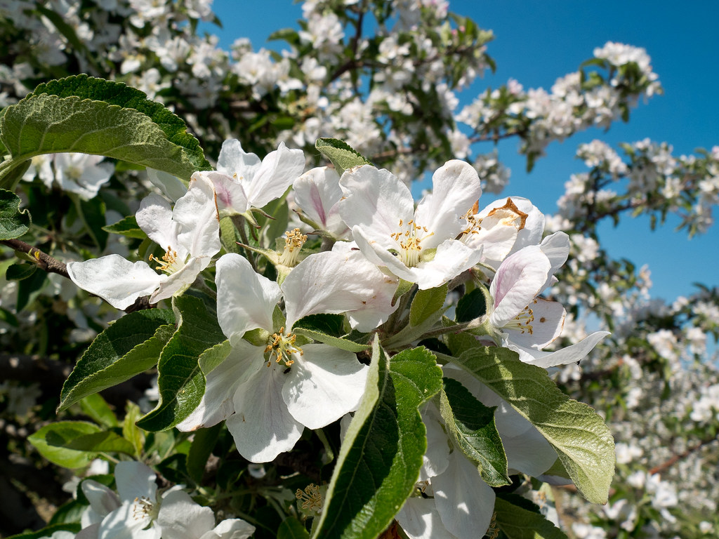 Apple blossoms (358/365) Apple blossoms at Esta… Flickr