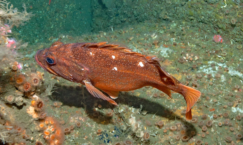 Sebastes constellatus, Starry rockfish Southern California Marine Life Flickr