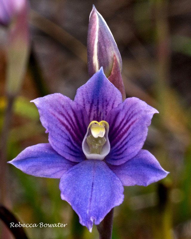 NZ Orchids Flickr