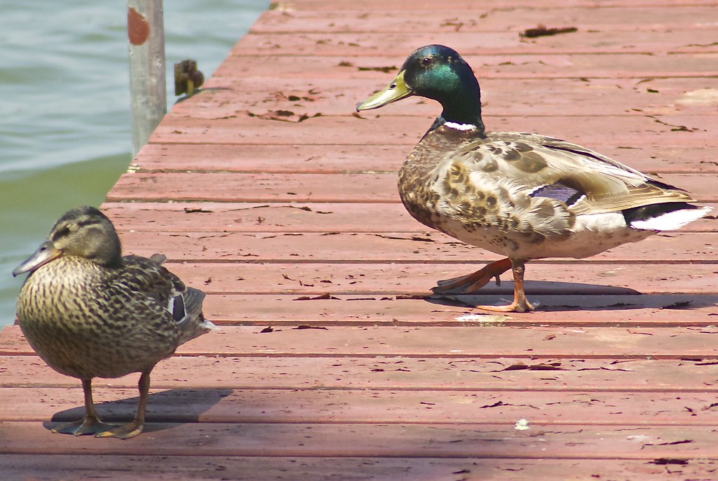 dock ducks Clear Lake, Iowa dan Flickr