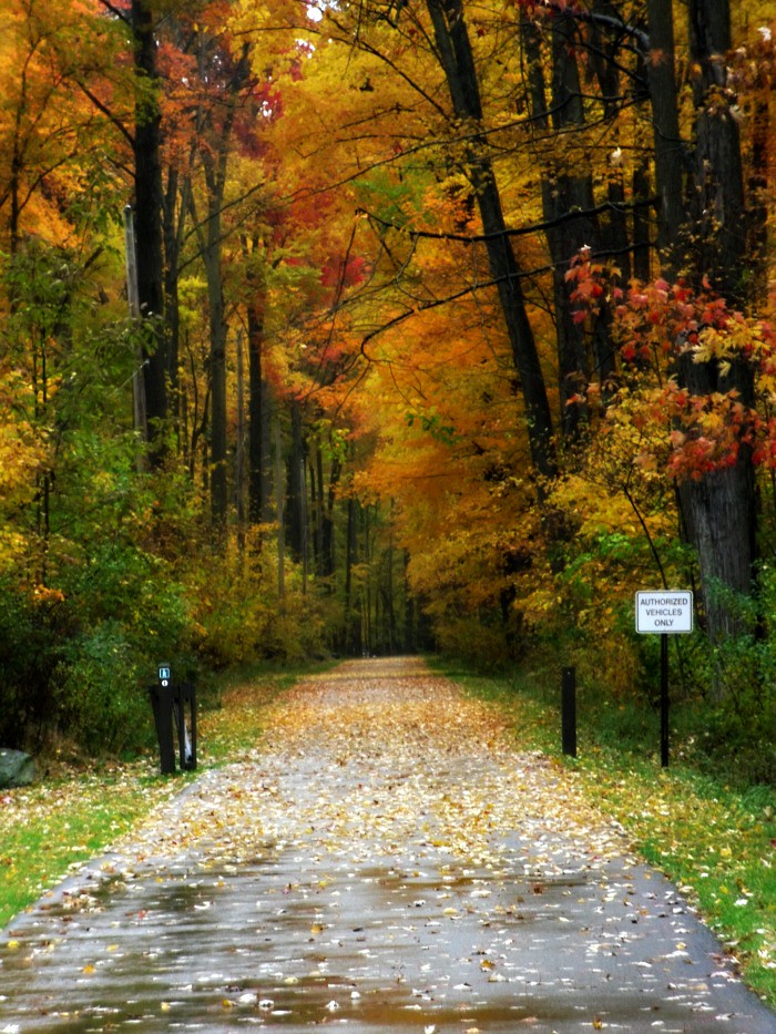 Autumn in the Park Bradley Woods Reservation Westlake Oh… Bob