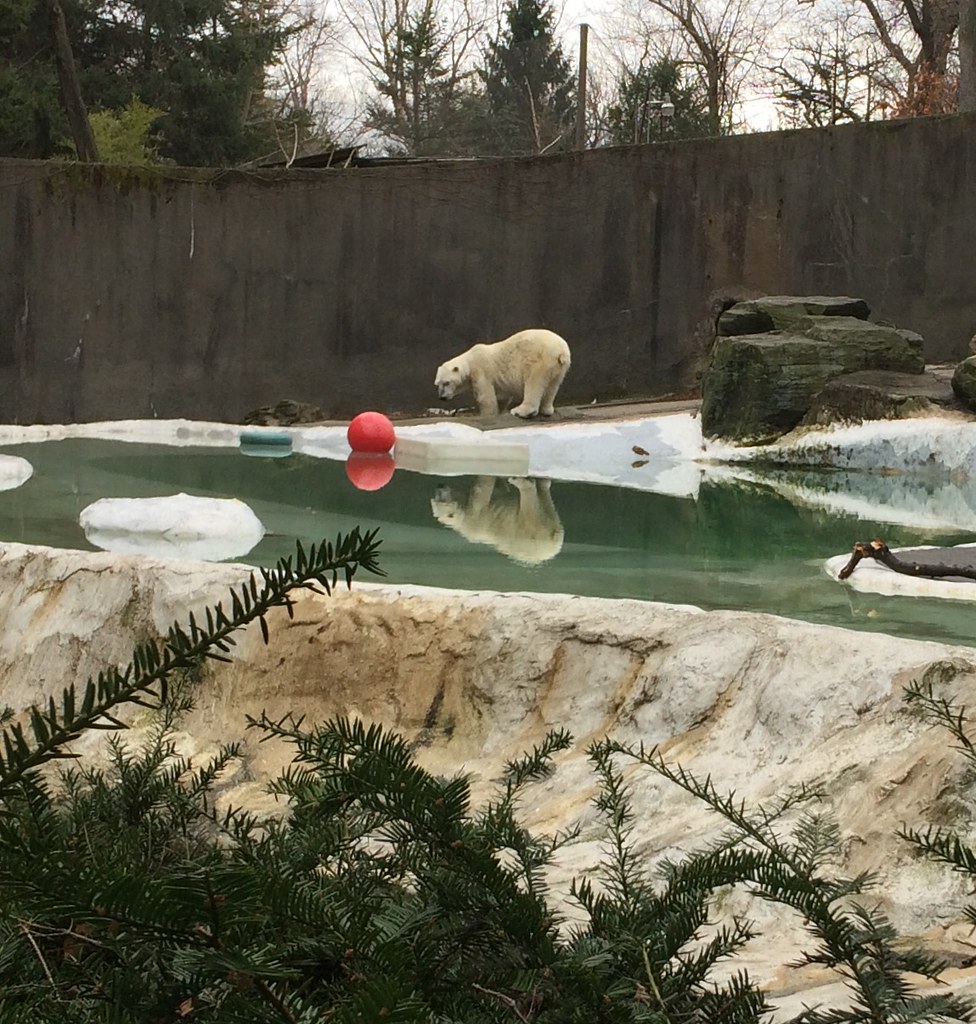 Polar bear, Bronx Zoo toni Flickr