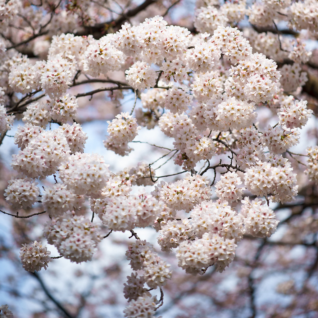 sakura zerodesign irodori Flickr