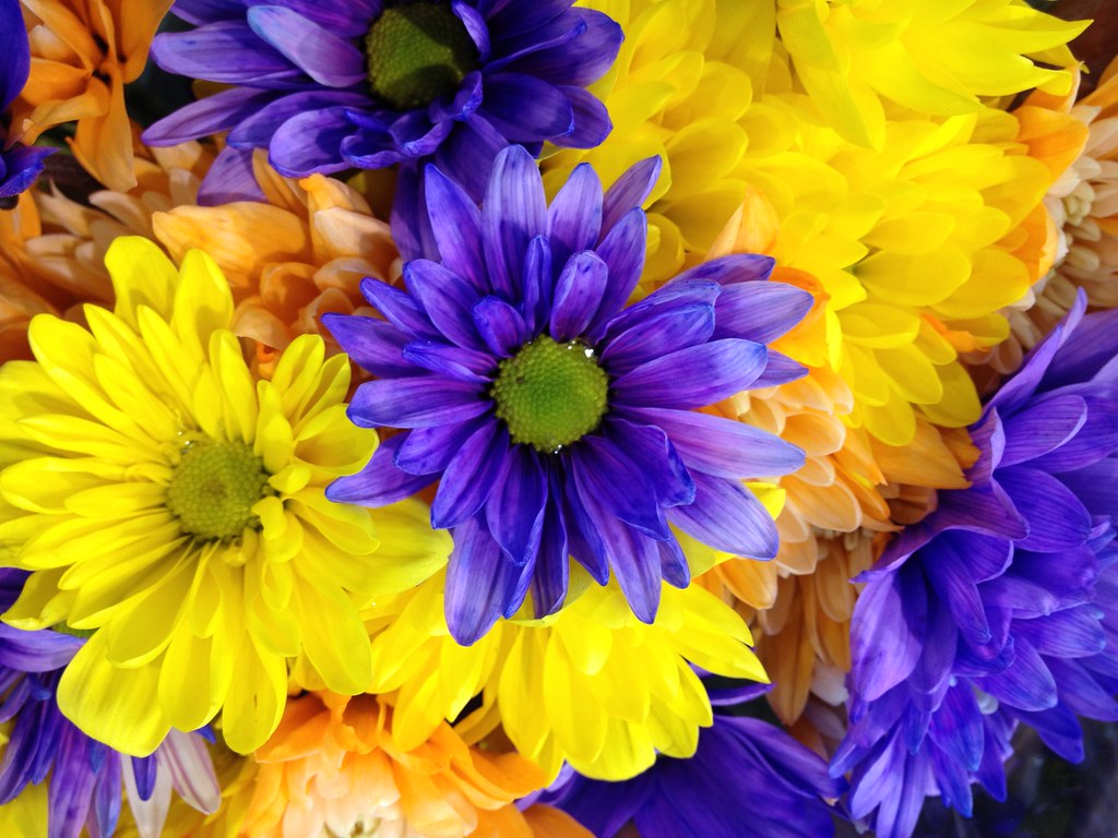 Flowers by Patty Vicknair Various Photos of Flowers taken … Flickr