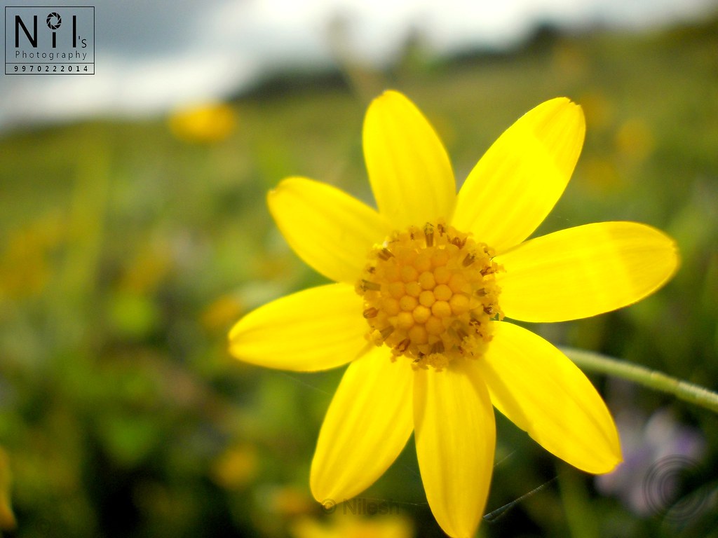 Flower Masai Pathar,Kolhapur nilesh1foru Flickr