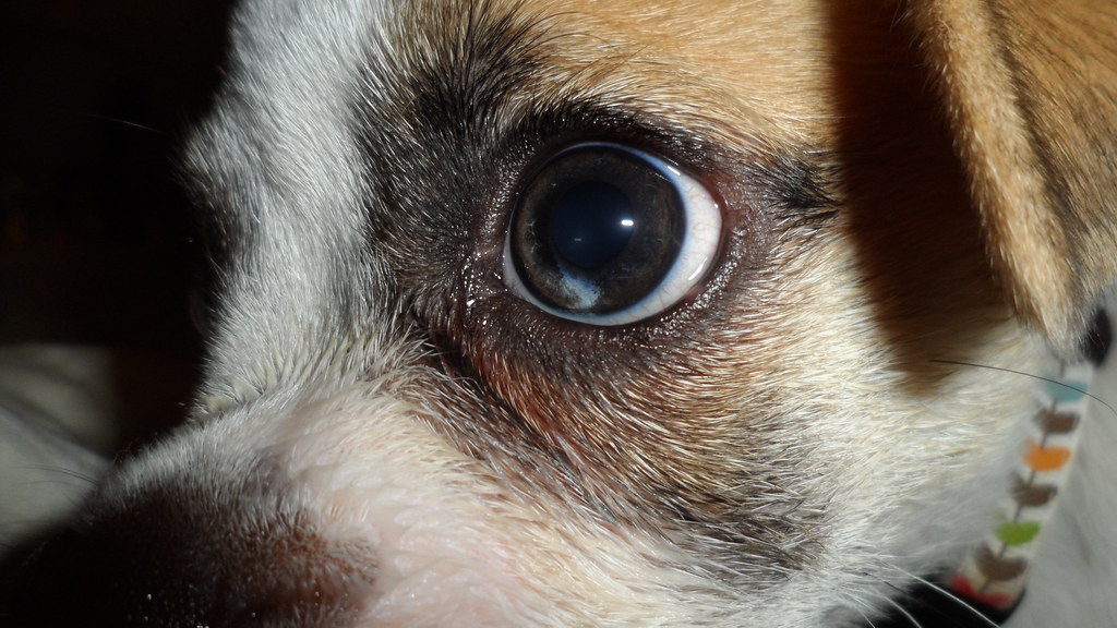 151 Critter Care and Cab Pet Sitter Knoxville TN Brandy Dunn Flickr