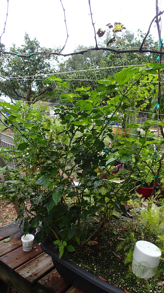 hot and sweet peppers grown in my Square foot hydroponic g… Flickr