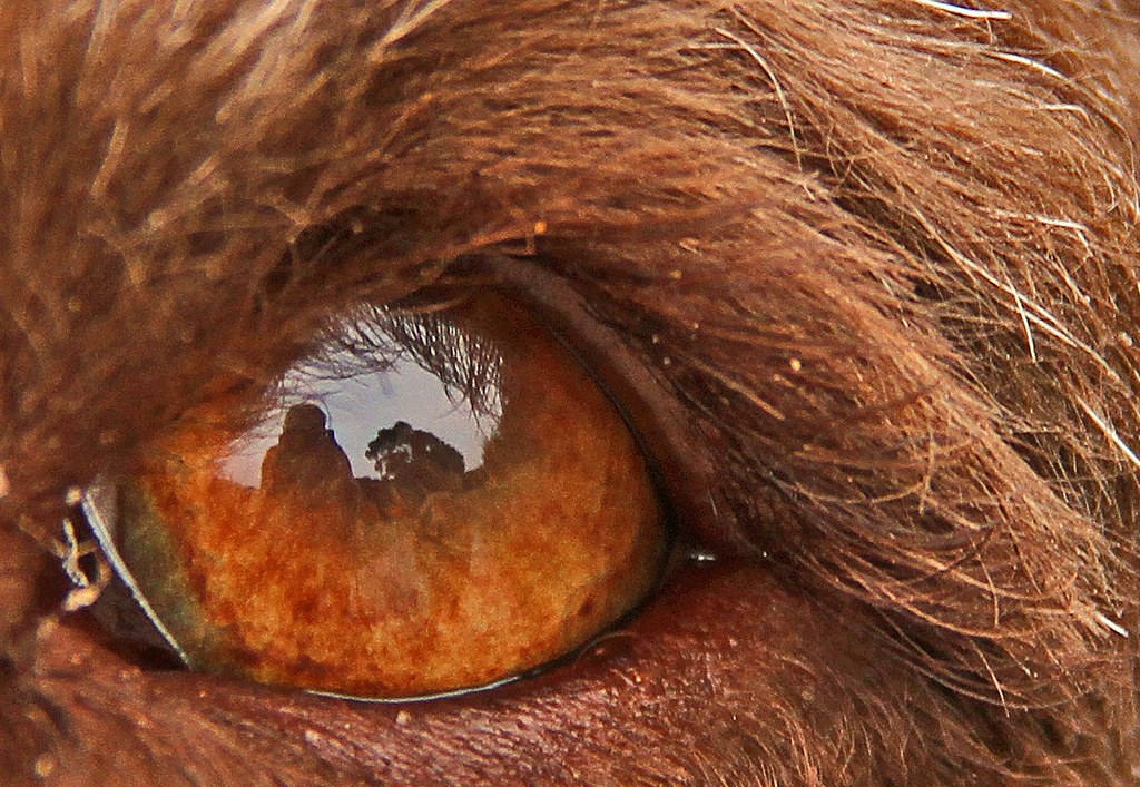  94 Eye (114 pictures in 2014) Standard poodle eye! Karren Corbett