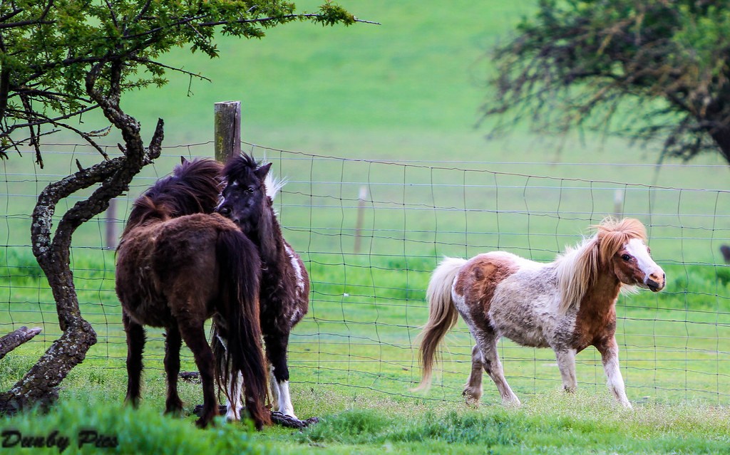Miniature horses in Petaluma These horses are about the si… Flickr
