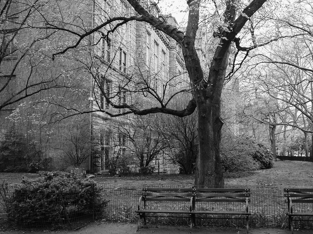 The Stalwart Tree NY Museum of Natural History kong1933 Flickr