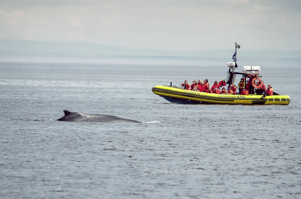 Whale watching Baie SteCatherine, Qc Robert Benoit Flickr