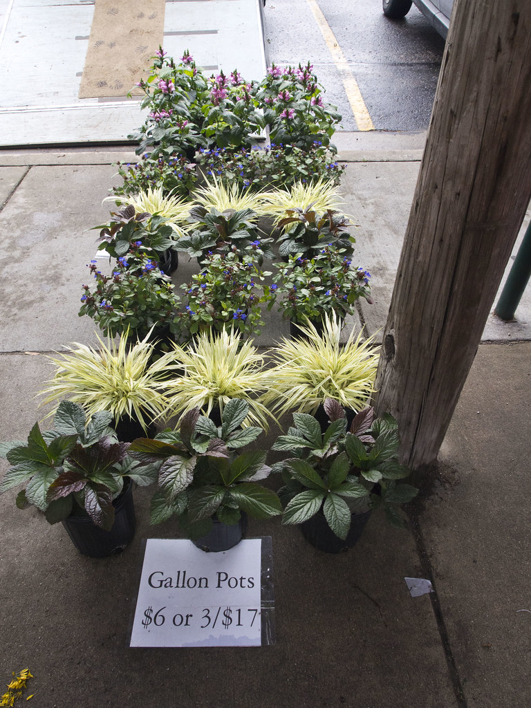 Flowers Traverse City Farm Market 2013 Kirt Baab Flickr