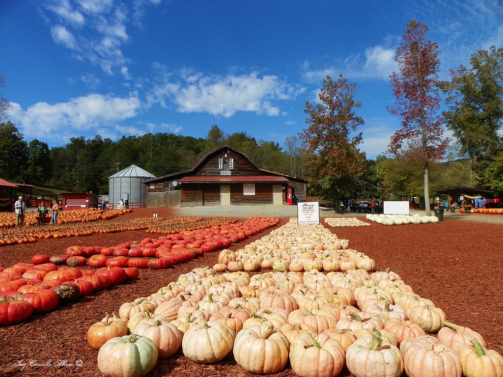 Pumpkins at Burt's Pumpkin Farm Dawsonville, Joy Castello