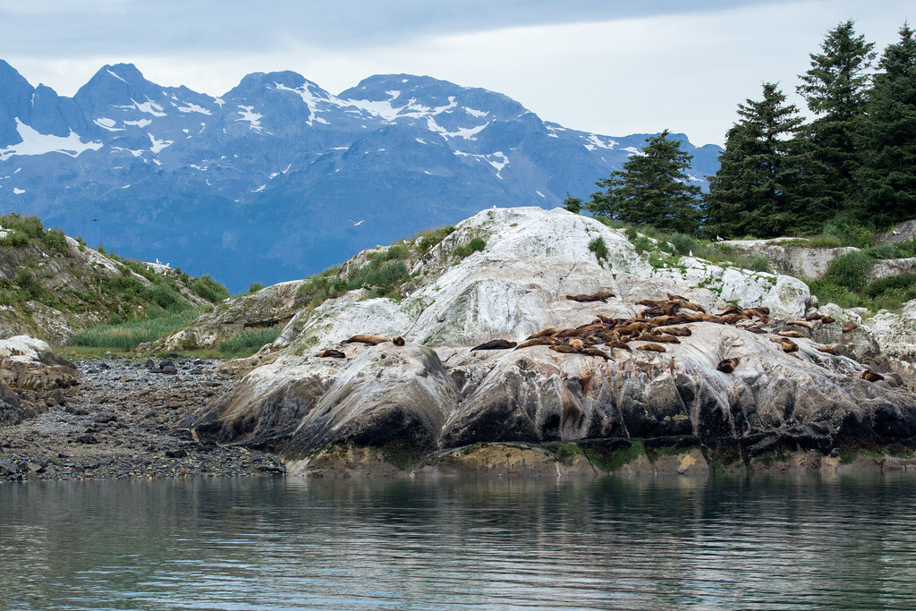 _MG_4155a Seals on South Marble Island in Glacier Bay Nati… Flickr