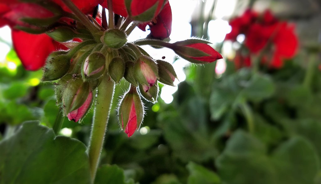 Fresh April Bloom Late April blooms. Jay B Flickr