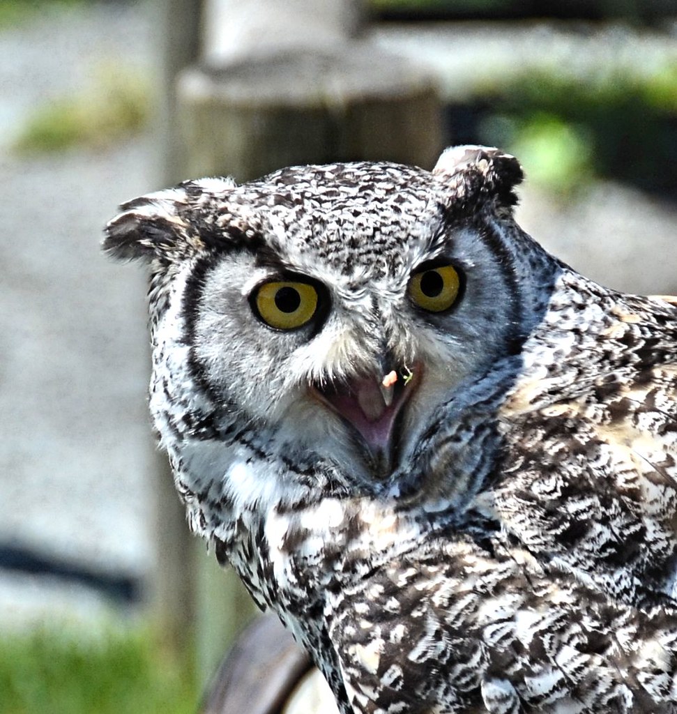 Great Horned Owl Squawk Seen at the Greater Vancouver Zoo … Flickr