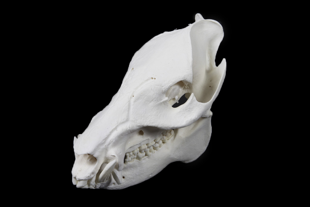 Javelina Sonoran Skulls European Mounts Sonoran Skulls Flickr