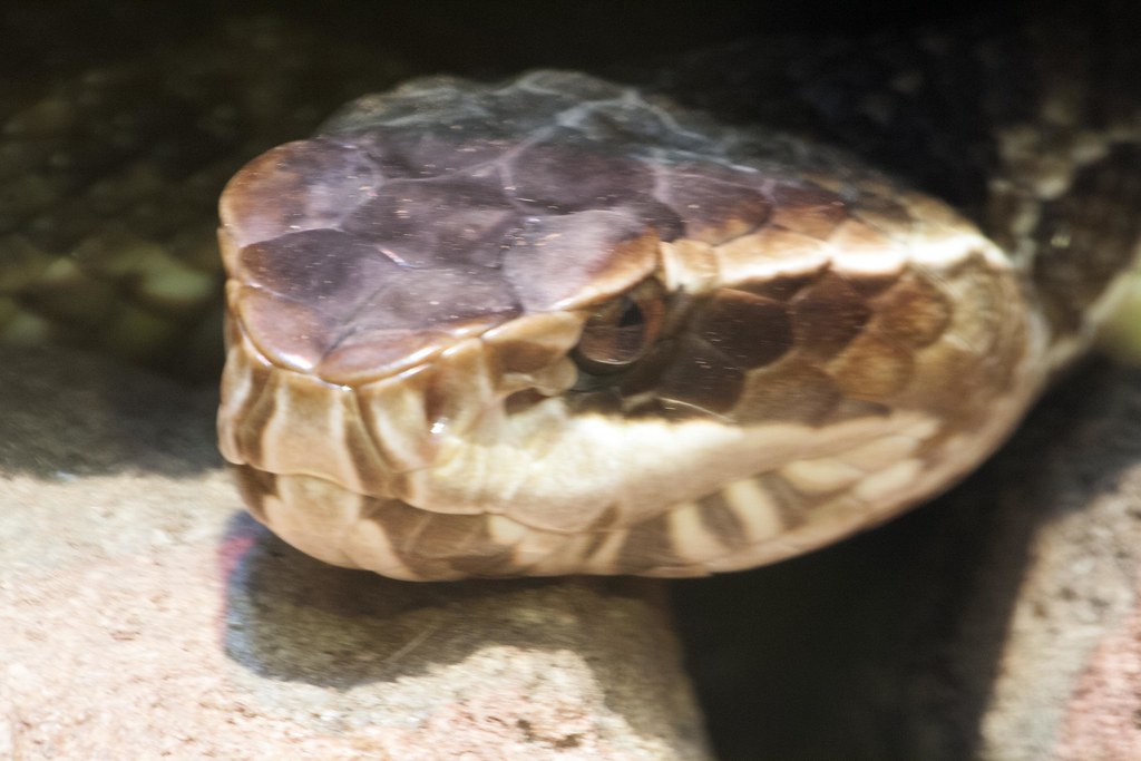 Dry Mouth A Florida cottonmouth (Agkistrodon piscivorus co… Flickr