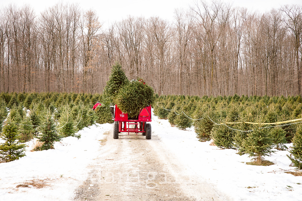 Christmas tree farm Catching up on a few pictures I Flickr