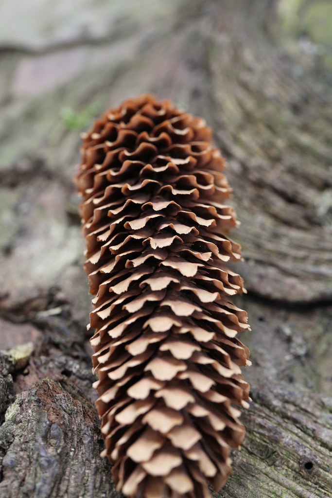 Canada Wood, Falkirk Canada Wood, Falkirk Glenn Merrett Flickr