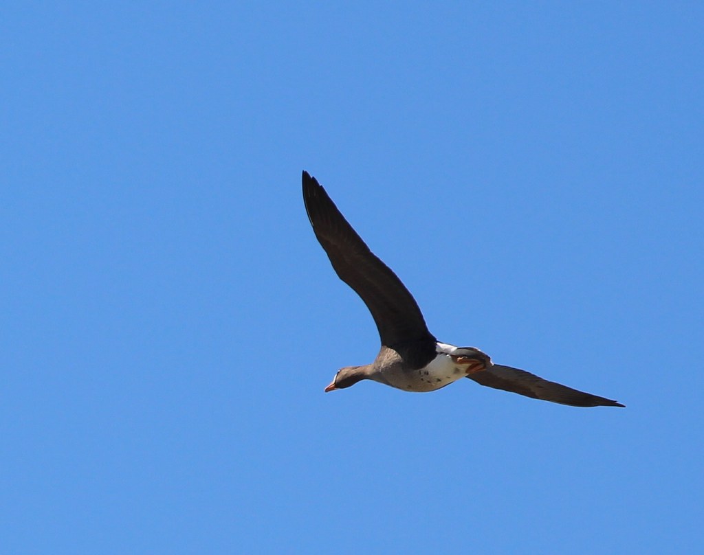 oie rieuse BaieduFebvre, Qc Hélène Crête Flickr
