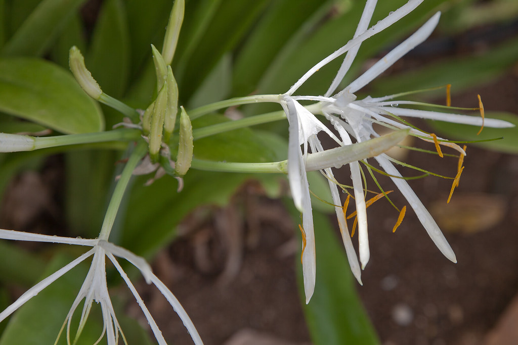 Flowers of Curacao Blende 22 Flickr
