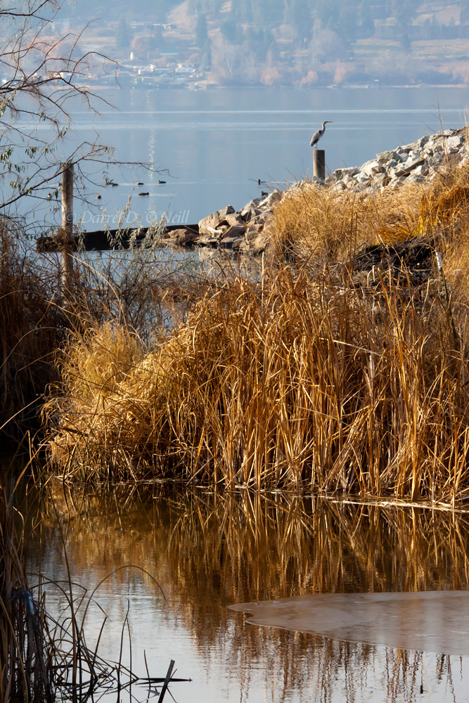 Elevation of Theodora Rd, Kelowna, BC V1X 5T2, Canada Topographic Map